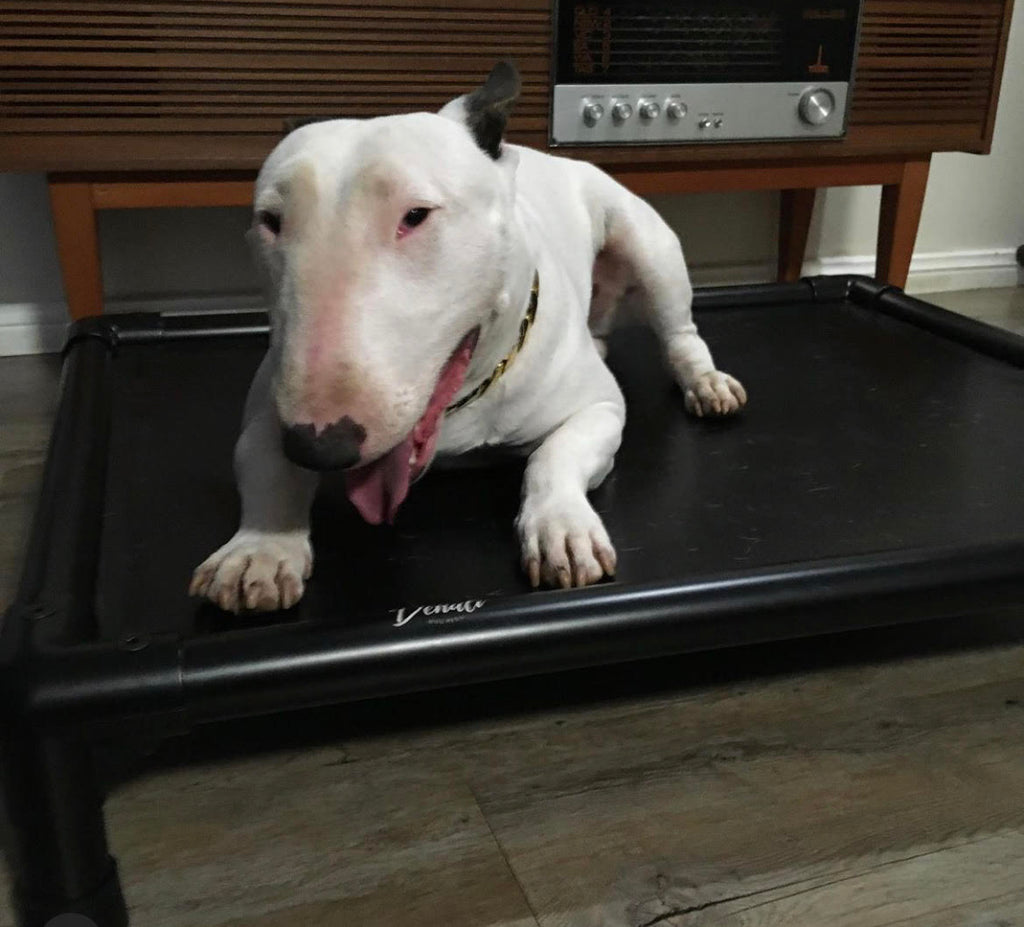 Indestructible sales dog bed